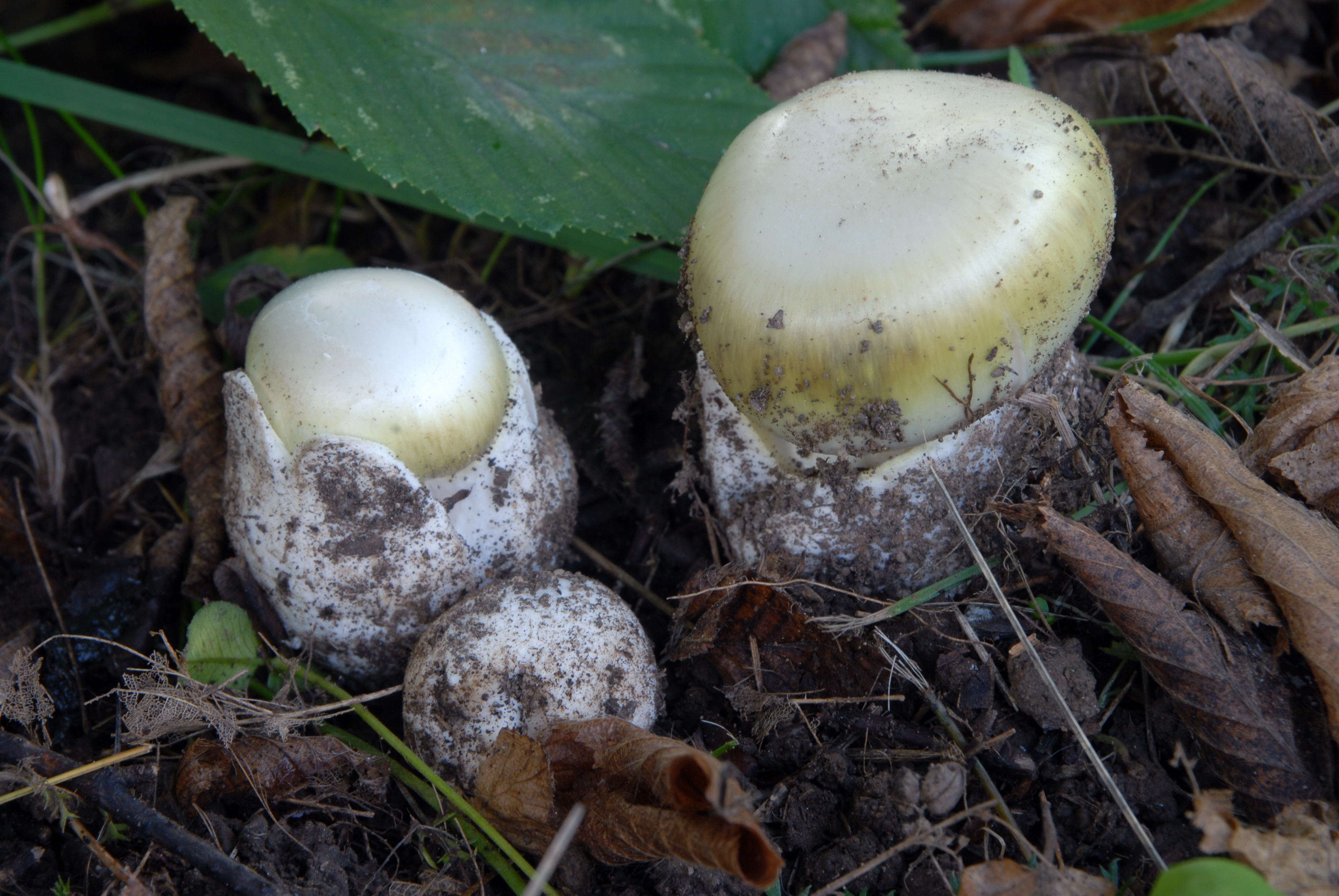 Foto Amanita phalloides